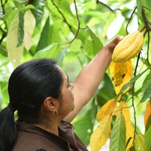 fundación Yuma Siembra